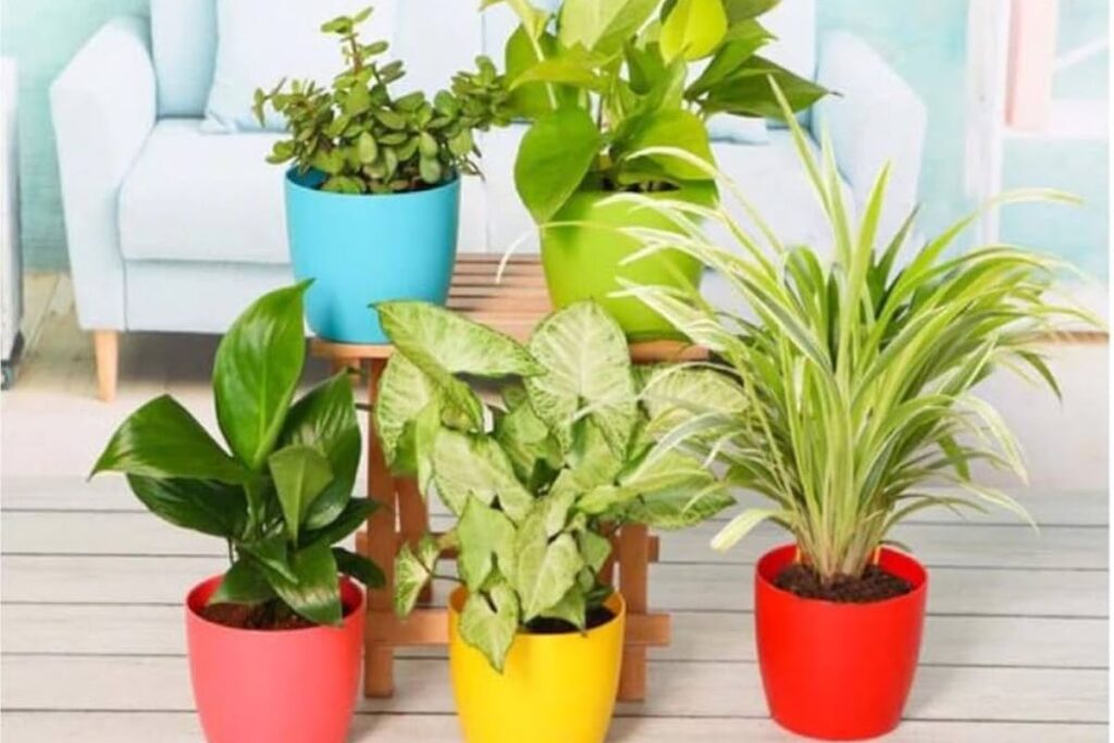 Plant and Green Decor